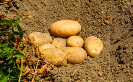 UNAPA, ente promotore della campagna dell'UE Potatoes Forever! presenta le nuove varietà di patata