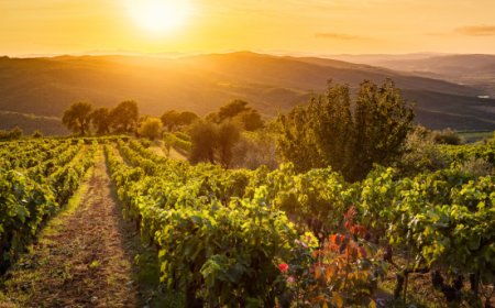Vino. Vendemmia 2023 in ulteriore riduzione