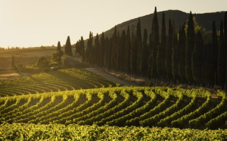 Tenuta di Arceno entra nel catalogo di Pellegrini S.p.A.