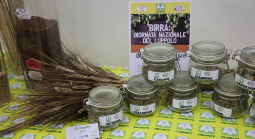Crolla la produzione di luppolo, SOS Birra italiana