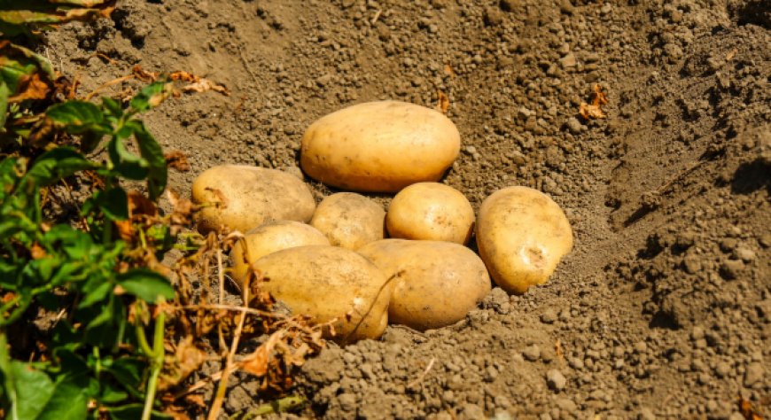 UNAPA, ente promotore della campagna dell'UE Potatoes Forever! presenta le nuove varietà di patata