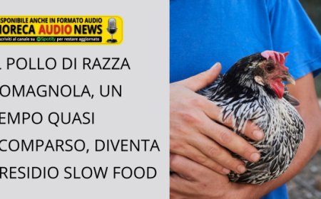 Il pollo di razza romagnola, un tempo quasi scomparso, diventa Presidio Slow Food