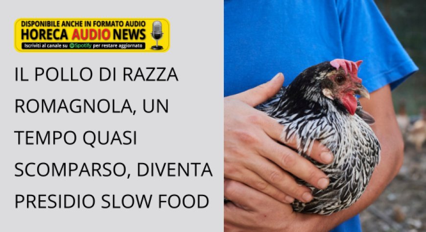 Il pollo di razza romagnola, un tempo quasi scomparso, diventa Presidio Slow Food
