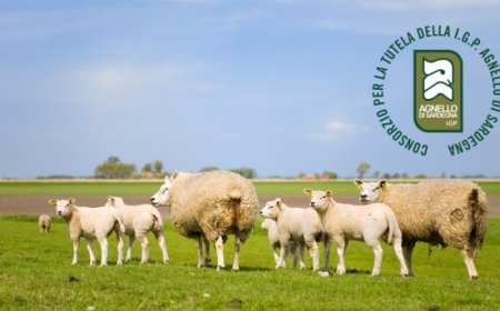 Agnello di Sardegna IGP: eccellenza culinaria, valore economico e conquiste internazionali