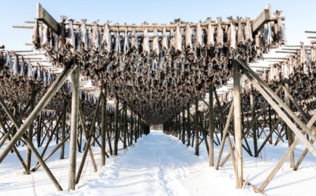 Il pesce norvegese protagonista al Bocuse d'Or Europe 2024