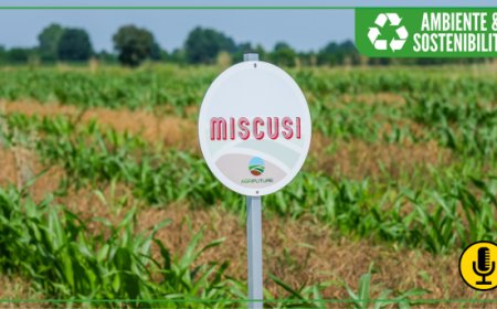 Miscusi: il nuovo fusillone di sorgo fa bene all'ambiente