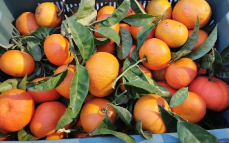 Al via SorrentoOrangeWeek, contro lo spreco alimentare