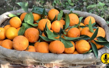 Spremuta Day: educazione alimentare e arance sorrentine per le scuole primarie