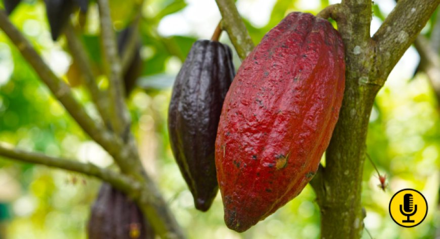 Le forti piogge in Costa d’Avorio e Ghana provocano aumento dei prezzi del cacao