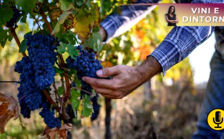 Crisi consumi vino: dopo la Francia anche l’Italia apre all’ipotesi espianto vigneti