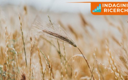 Export di farine e semole italiane: ottimi risultati anche nel 2023 attestano qualità made in Italy