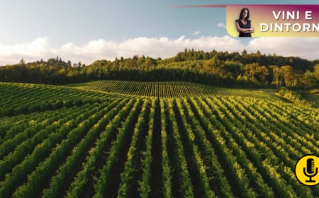 Sostenibilità e viticoltura rigenerativa: la svolta dell’approccio olistico in vigna