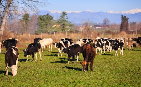 Grana Padano difende gli allevamenti da latte  ''non sono intensivi, ma produttivi''