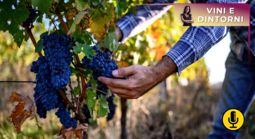 Crisi consumi vino: dopo la Francia anche l’Italia apre all’ipotesi espianto vigneti