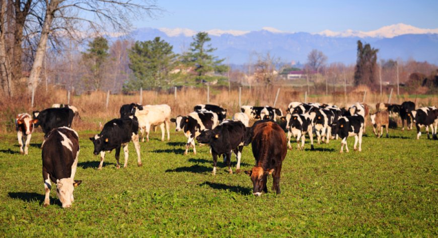 Grana Padano difende gli allevamenti da latte  ''non sono intensivi, ma produttivi''