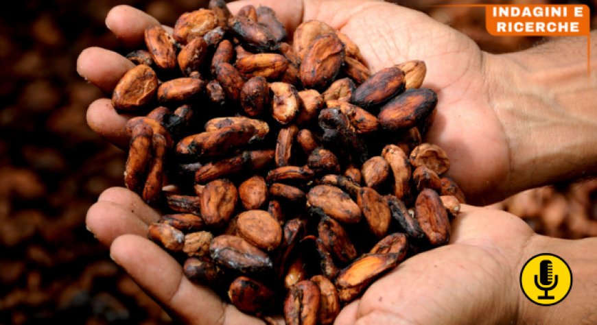 Rincari record per il cacao: aumenti vertiginosi per le uova di Pasqua