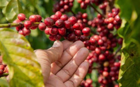 Caffè e sostenibilità: il Vietnam adotta gli standard UE contro la deforestazione