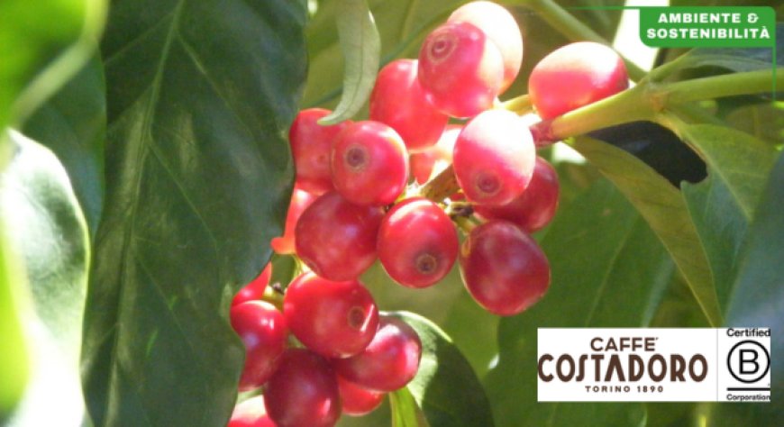 Costadoro produce energia rinnovabile dagli scarti di caffè. Prosegue l'impegno dell'azienda BCorp per l'ambiente