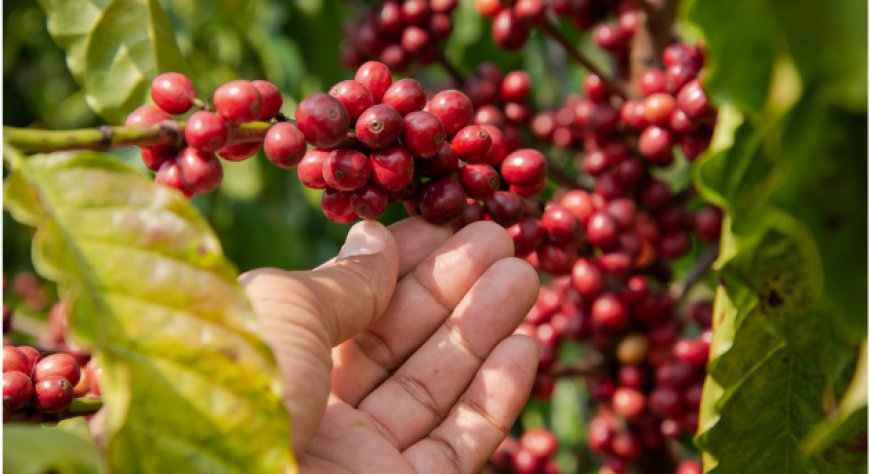 Caffè e sostenibilità: il Vietnam adotta gli standard UE contro la deforestazione