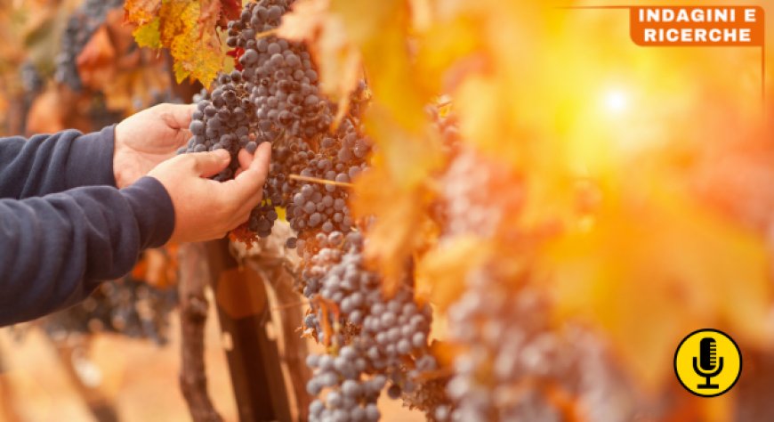 Nel 2023 cambiamenti climatici e inflazione impattano negativamente sul mondo del vino
