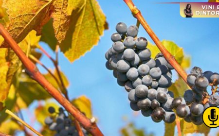 Nuove evidenze da una ricerca dell’Università di Bordeaux sugli effetti dell’impiego dei raspi in vinificazione