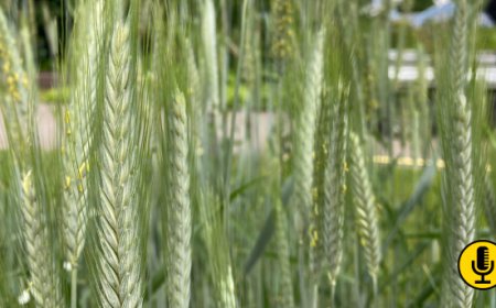 Grano Duro: nel 2024 attese in Italia 3,5 milioni di tonnellate