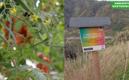 Giornata Mondiale delle Api e della Biodiversità: Agromonte rinnova il suo impegno per l'ambiente