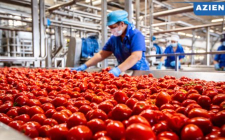 Conserve Italia pronta ad assumere 1.350 lavoratori stagionali per la trasformazione del pomodoro da industria