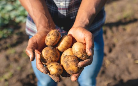 Oggi 30 maggio è la prima Giornata Internazionale della Patata