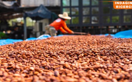 Cacao: un calo illusorio dei prezzi?