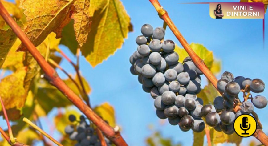 Nuove evidenze da una ricerca dell’Università di Bordeaux sugli effetti dell’impiego dei raspi in vinificazione