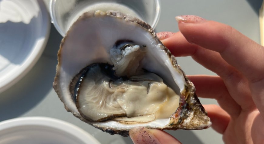 Italian Oyster Fest a La Spezia, il festival italiano dedicato all’ostrica