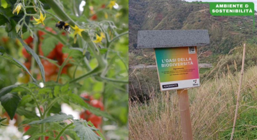 Giornata Mondiale delle Api e della Biodiversità: Agromonte rinnova il suo impegno per l'ambiente