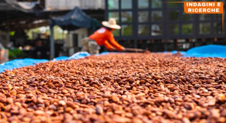Cacao: un calo illusorio dei prezzi?