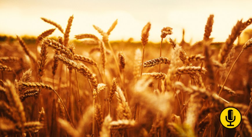 Italmopa: il grano trasformato dall’Industria molitoria italiana è il più controllato al mondo