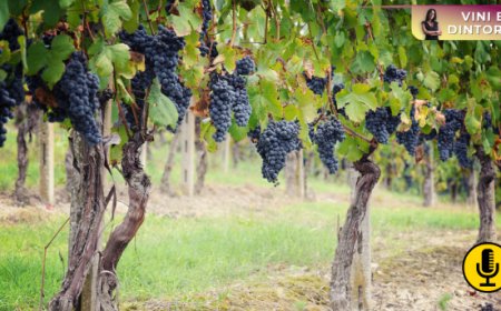 Come si è diffusa la vite? Per la scienza con l’estinzione dei dinosauri