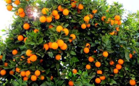 SorrentoOrangeWeek: selezionate le cinque migliori ricette del concorso di cucina riservato agli studenti