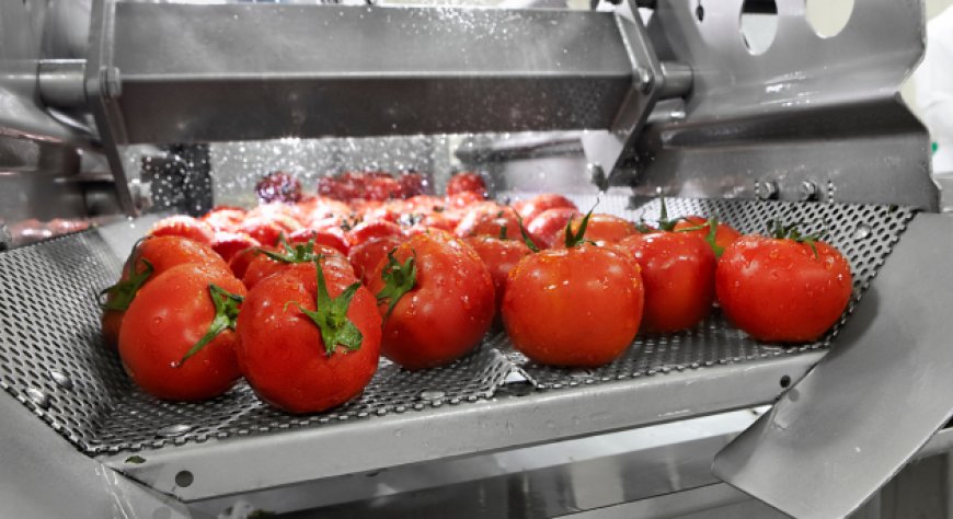 Accordo tra Coldiretti, Filiera Italia e ANICAV per valorizzare la filiera del pomodoro da industria