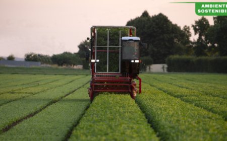 Pomodoro e basilico Barilla, un viaggio dalla terra alla tavola