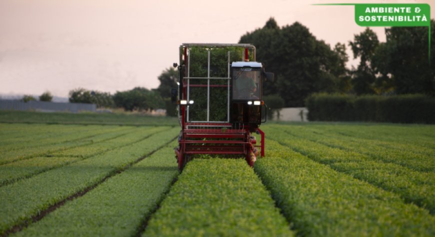 Pomodoro e basilico Barilla, un viaggio dalla terra alla tavola