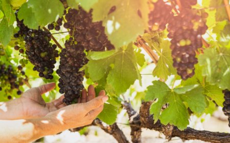 Qualità e sostenibilità: il ruolo dell’ozono nella produzione dei vini passiti italiani