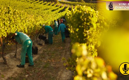 Gli effetti della viticoltura rigenerativa sui profili aromatici del vino rilevati da uno studio