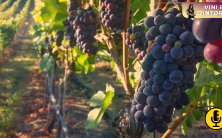 La Nuova Zelanda vitivinicola ha la sua road map per puntare alla neutralità carbonica entro il 2025