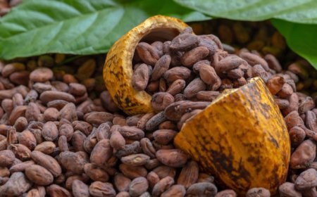 Secondo Mondelēz  i prezzi del cacao continueranno a scendere