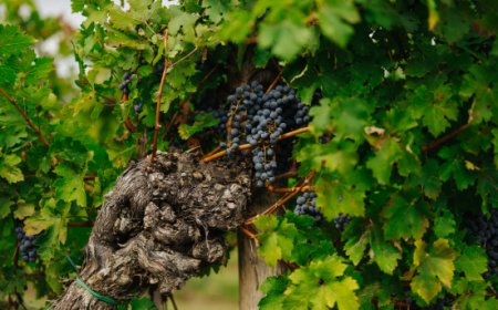 Vendemmia 2024: un'annata di maturazione precoce e alta qualità a Borgo Stajnbech