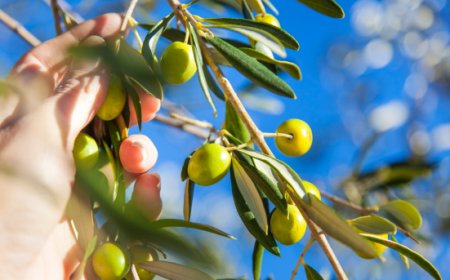''EVOlogo'', la nuova professione dell’olio. Iscrizioni aperte per il corso biennale gratuito