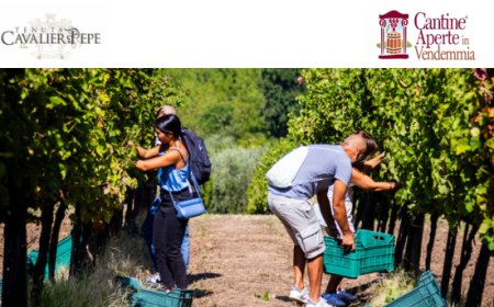 Cantine Aperte in Vendemmia: la magia della vendemmia alla Tenuta Cavalier Pepe