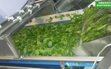 Tecnologia e sostenibilità: l'ozono rivoluziona il settore IV Gamma