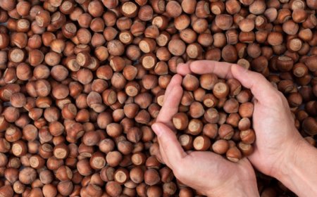 Nocciole italiane, il maltempo si accanisce: produzione in calo del 20%