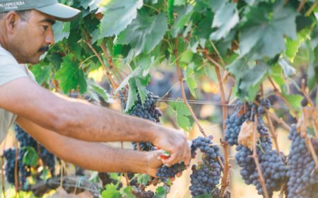 Vendemmia 2024: uve di qualità nonostante il clima, quantità sotto media